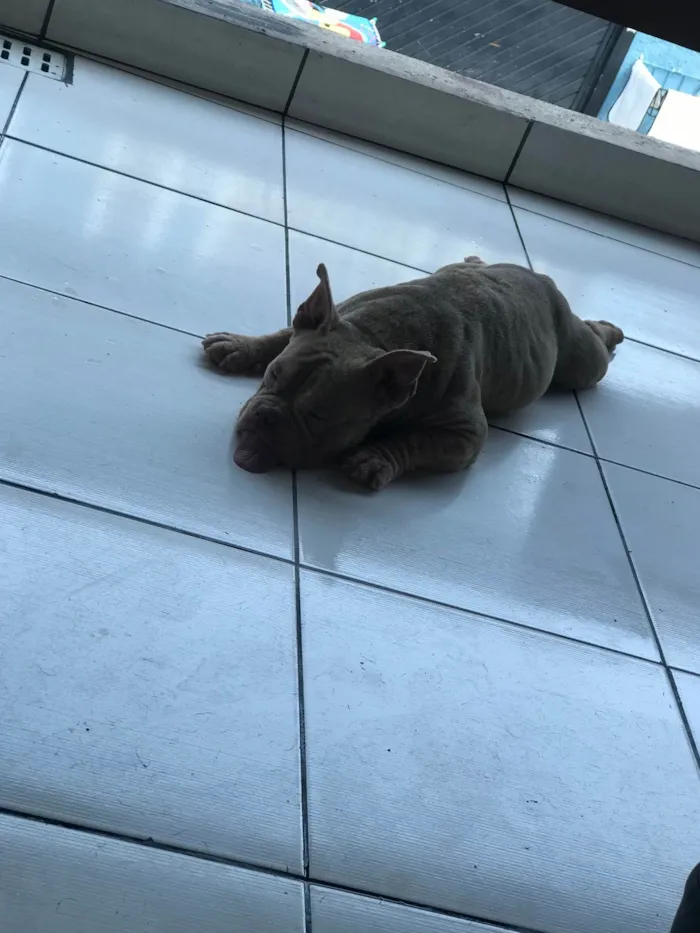 Cachorro ra a American Bully  idade 7 a 11 meses nome Pandora 