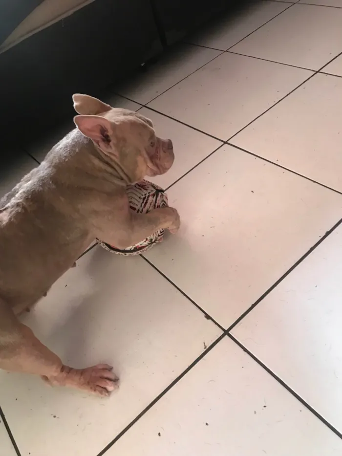 Cachorro ra a American Bully  idade 7 a 11 meses nome Pandora 