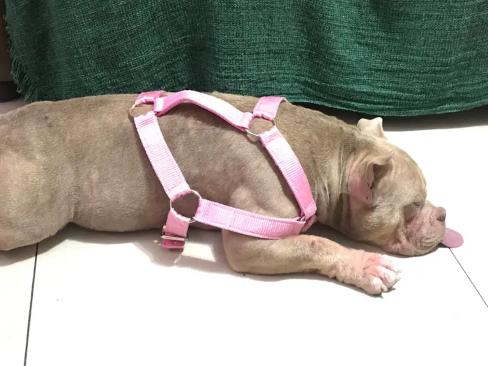 Cachorro ra a American Bully  idade 7 a 11 meses nome Pandora 