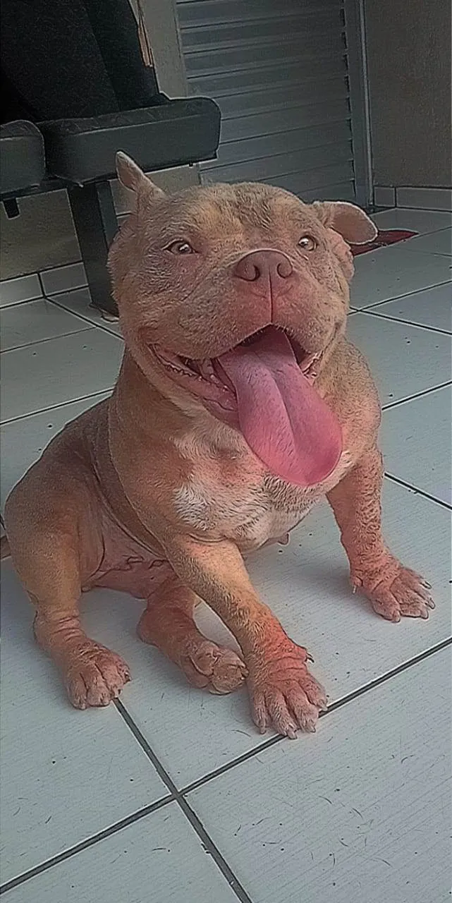 Cachorro ra a American Bully  idade 7 a 11 meses nome Pandora 