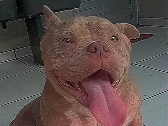 Cachorro ra a American Bully  idade 7 a 11 meses nome Pandora 
