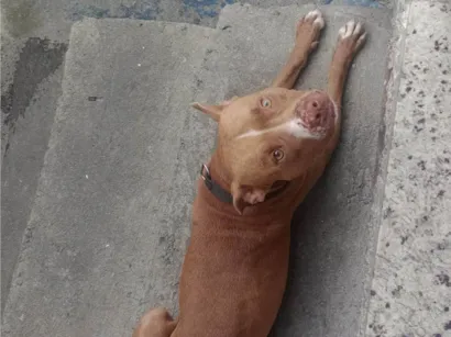 Cachorro raça Pit-Bull idade 1 ano nome Zeus 