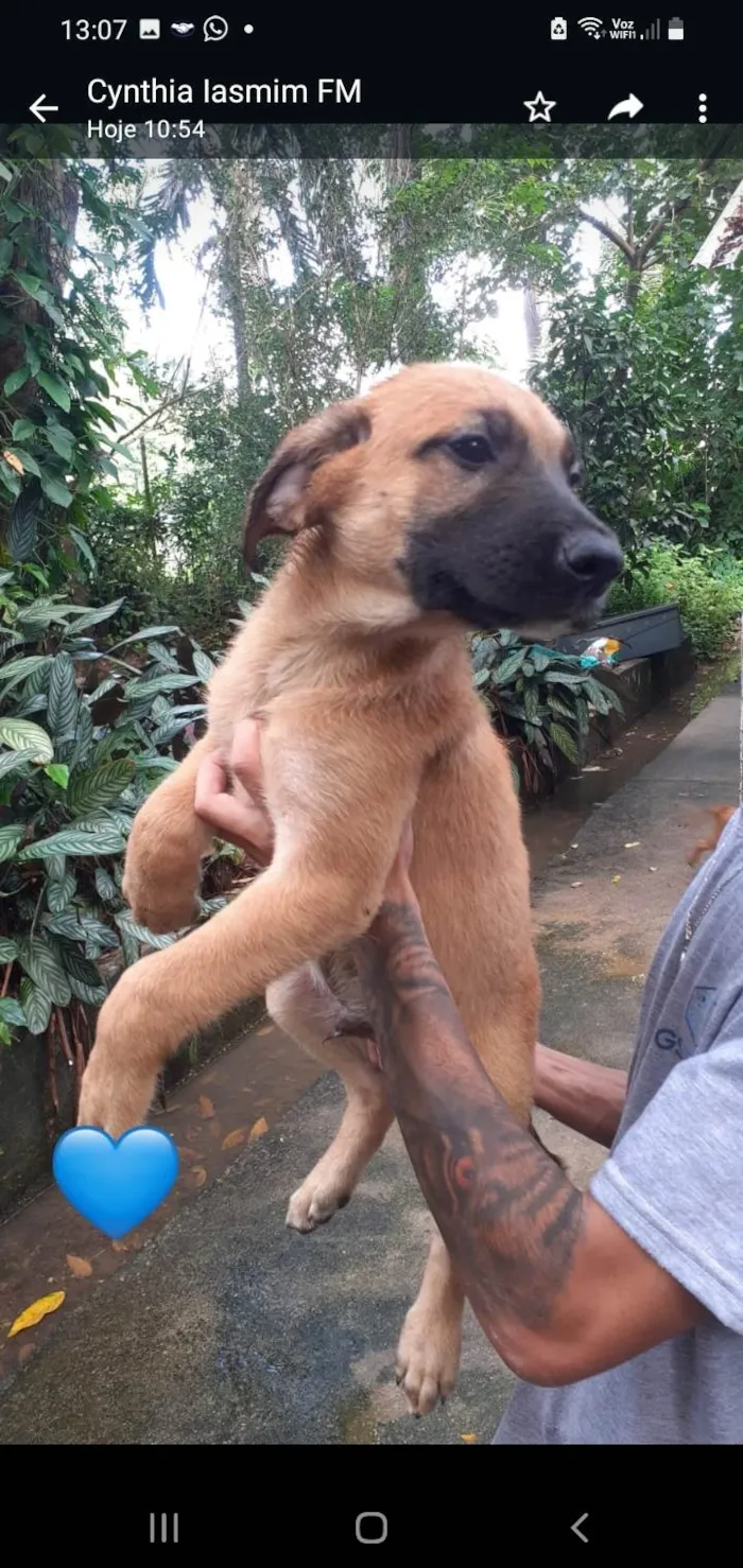 Cachorro ra a SRD-ViraLata idade 2 a 6 meses nome Bira