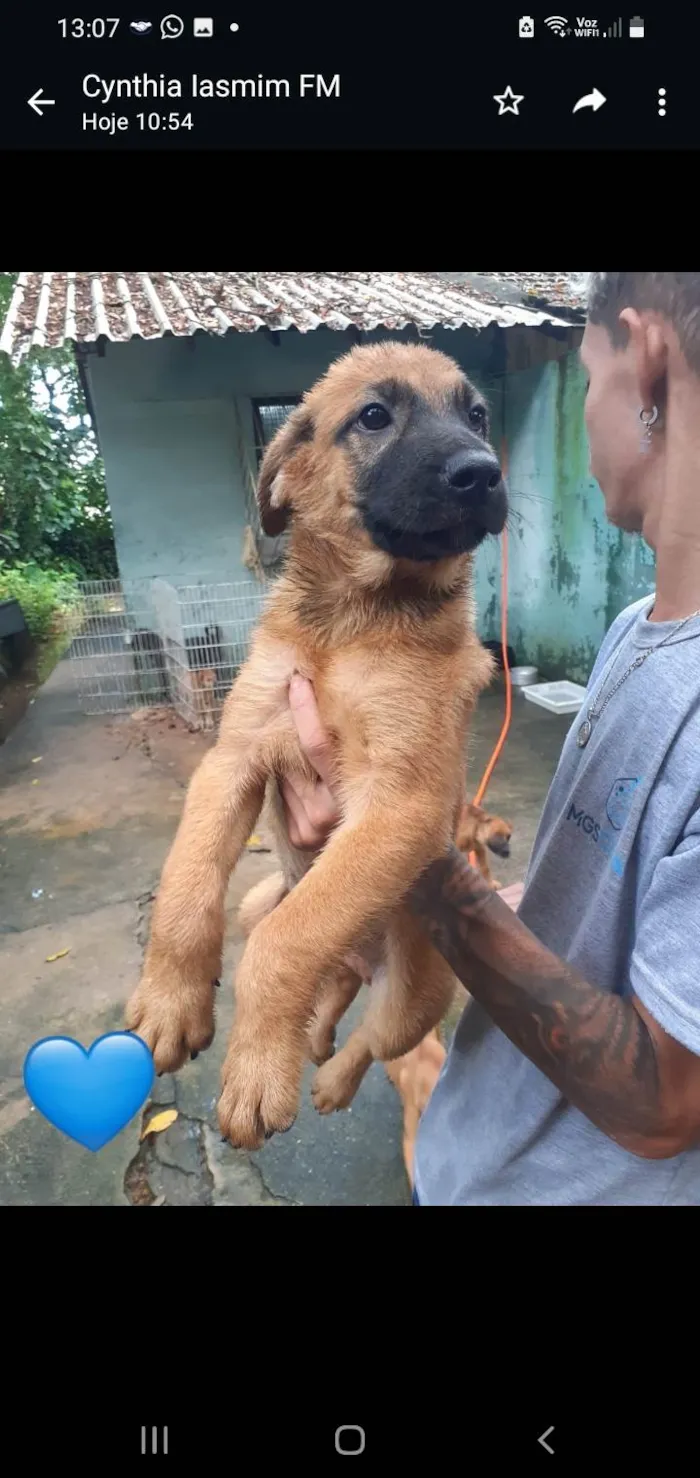 Cachorro ra a SRD-ViraLata idade 2 a 6 meses nome Bira