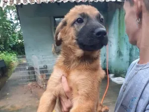Cachorro raça SRD-ViraLata idade 2 a 6 meses nome Bira