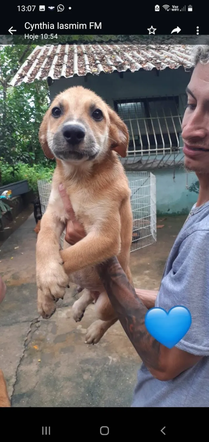 Cachorro ra a SRD-ViraLata idade 2 a 6 meses nome Deco