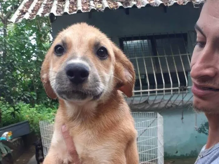 Cachorro ra a SRD-ViraLata idade 2 a 6 meses nome Deco