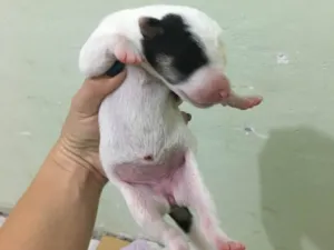 Cachorro raça SRD-ViraLata idade Abaixo de 2 meses nome Dalila 