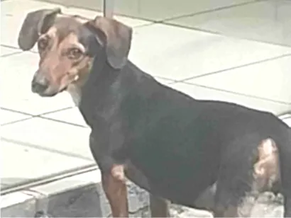 Cachorro raça SRD-ViraLata idade 4 anos nome Mel