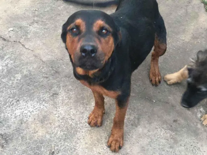 Cachorro ra a Rottweiler idade 3 anos nome Pandora