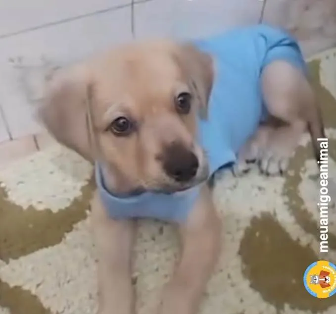 Cachorro ra a SRD-ViraLata idade 2 a 6 meses nome 2 filhotes 2 meses