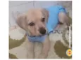 2 filhotes 2 meses