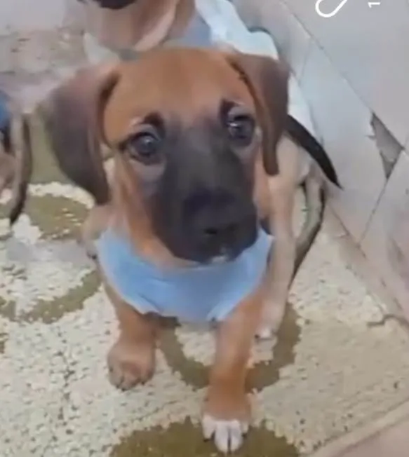 Cachorro ra a SRD-ViraLata idade 2 a 6 meses nome 2 filhotes 2 meses
