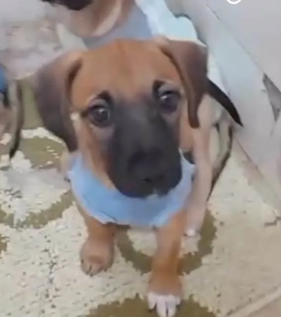 Cachorro ra a SRD-ViraLata idade 2 a 6 meses nome 2 filhotes 2 meses
