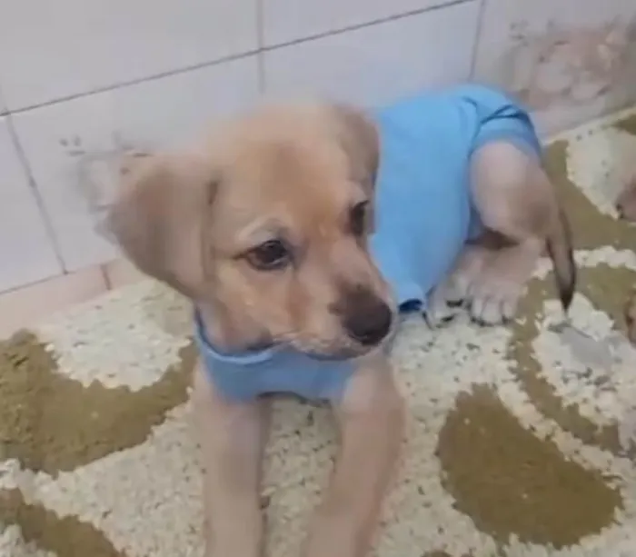 Cachorro ra a SRD-ViraLata idade 2 a 6 meses nome 2 filhotes 2 meses