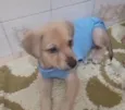 2 filhotes 2 meses