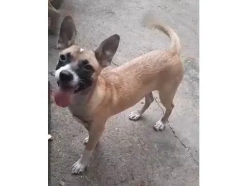 Cachorro ra a SRD-ViraLata idade 7 a 11 meses nome Tiana