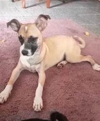 Cachorro ra a SRD-ViraLata idade 7 a 11 meses nome Tiana