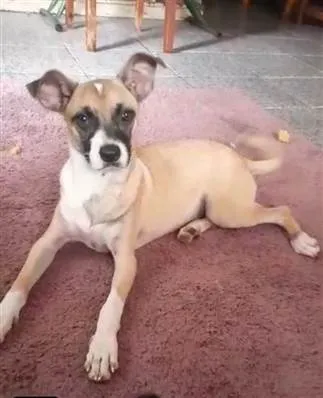 Cachorro ra a SRD-ViraLata idade 7 a 11 meses nome Tiana