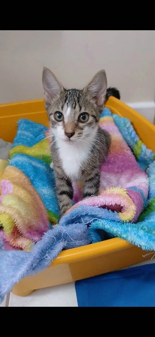Gato ra a srd idade 2 a 6 meses nome MELISSA