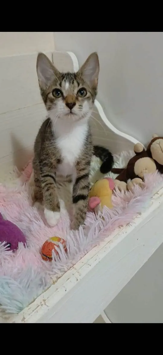 Gato ra a srd idade 2 a 6 meses nome MELISSA