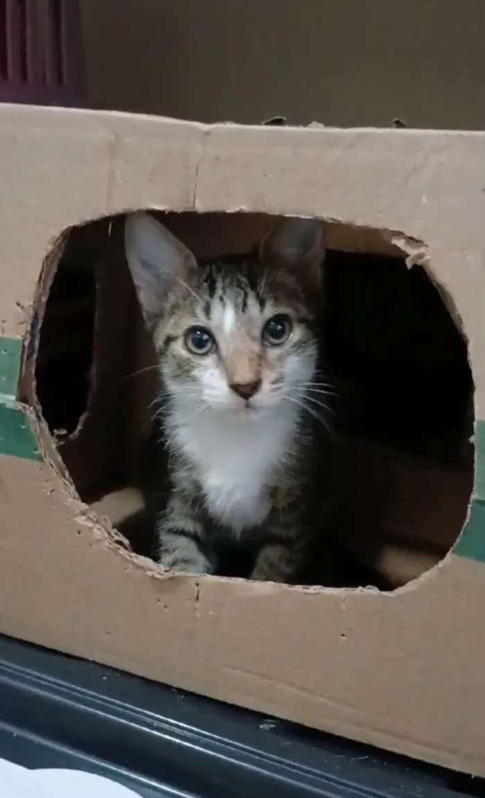 Gato ra a srd idade 2 a 6 meses nome MELISSA