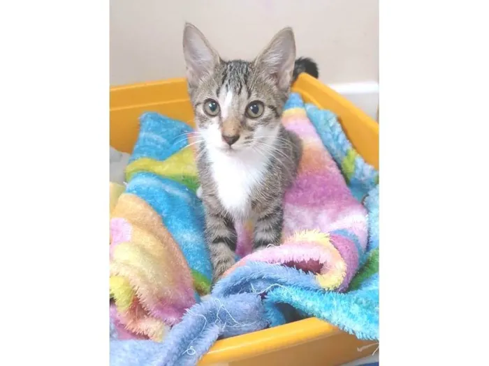 Gato ra a srd idade 2 a 6 meses nome MELISSA