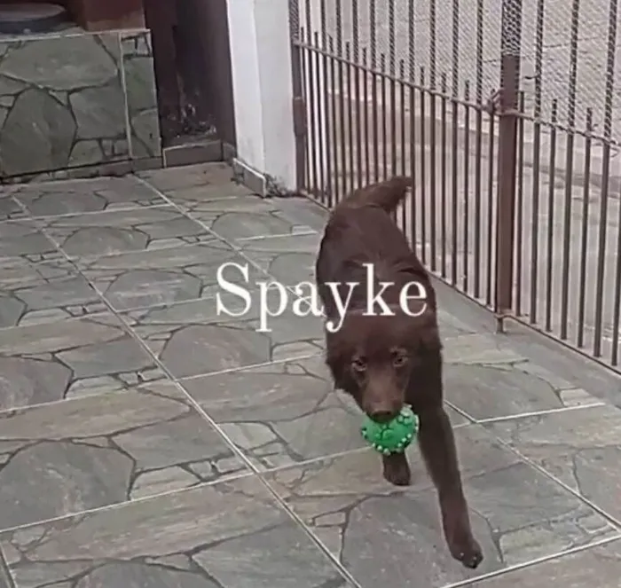 Cachorro ra a Boder collie misturado idade 1 ano nome Spayke 