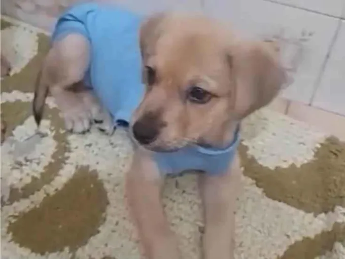 Cachorro ra a SRD-ViraLata idade 2 a 6 meses nome 2 filhotes 2 meses
