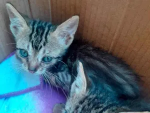Gato raça SRD-ViraLata idade Abaixo de 2 meses nome Filhotes de gato