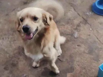Cachorro raça SRD-(sem raça definida) idade 2 anos nome Floquinho 