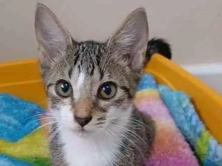 Gato ra a srd idade 2 a 6 meses nome MELISSA