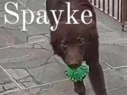 Cachorro raça Boder collie misturado idade 1 ano nome Spayke 