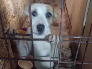 Cachorro raça Labrador com Pitbull  idade 7 a 11 meses nome Cristal 