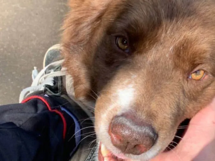 Cachorro ra a border collie idade 3 anos nome Chocolate