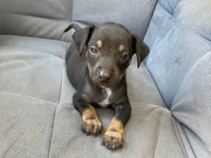 Cachorro raça SRd  idade 2 a 6 meses nome Pingo 