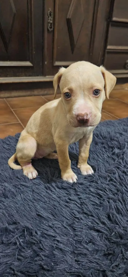 Cachorro raça Pitbull  idade 2 a 6 meses nome Sapequinhas 