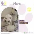 Nora 