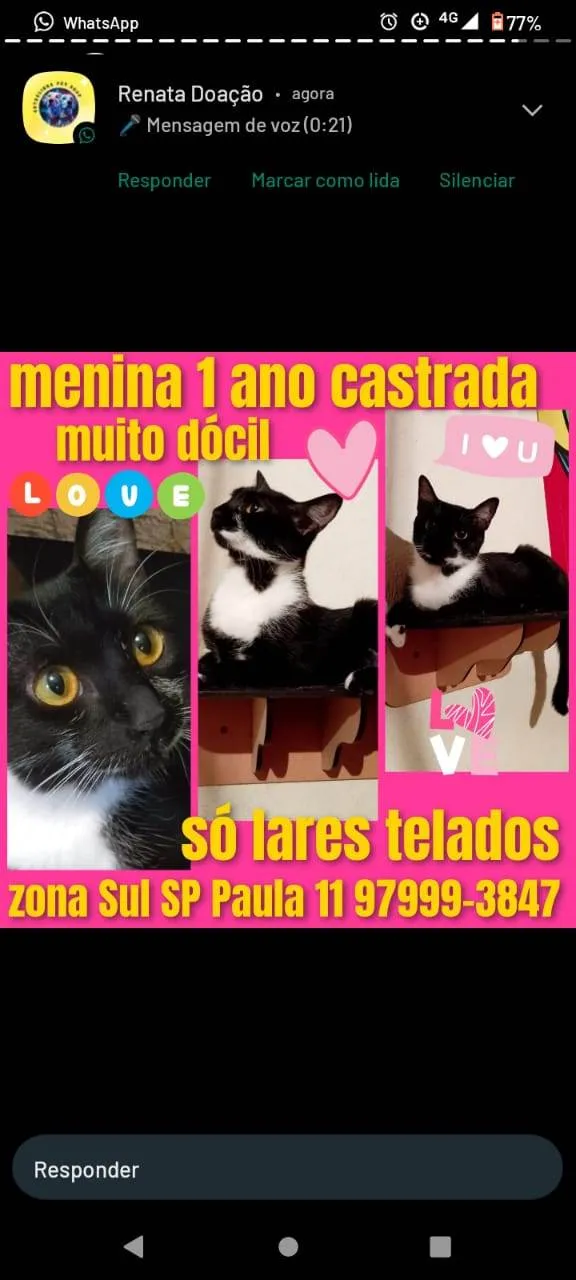 Gato ra a SRD-ViraLata idade 1 ano nome Mia