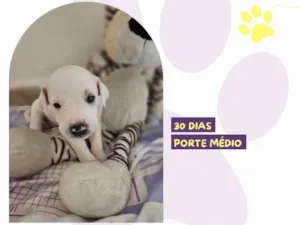 Cachorro raça SRD-ViraLata idade Abaixo de 2 meses nome Nora 