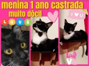 Gato raça SRD-ViraLata idade 1 ano nome Mia