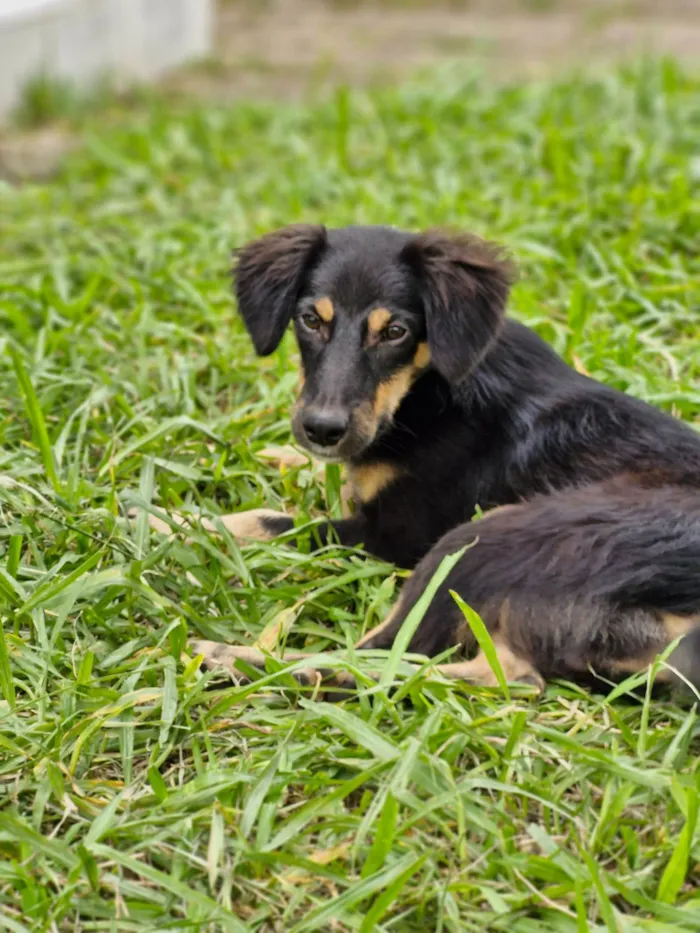 Cachorro ra a SRD-ViraLata idade 2 a 6 meses nome Totossauro