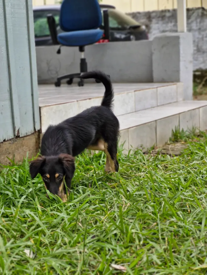 Cachorro ra a SRD-ViraLata idade 2 a 6 meses nome Totossauro