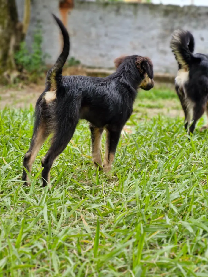 Cachorro ra a SRD-ViraLata idade 2 a 6 meses nome Totossauro