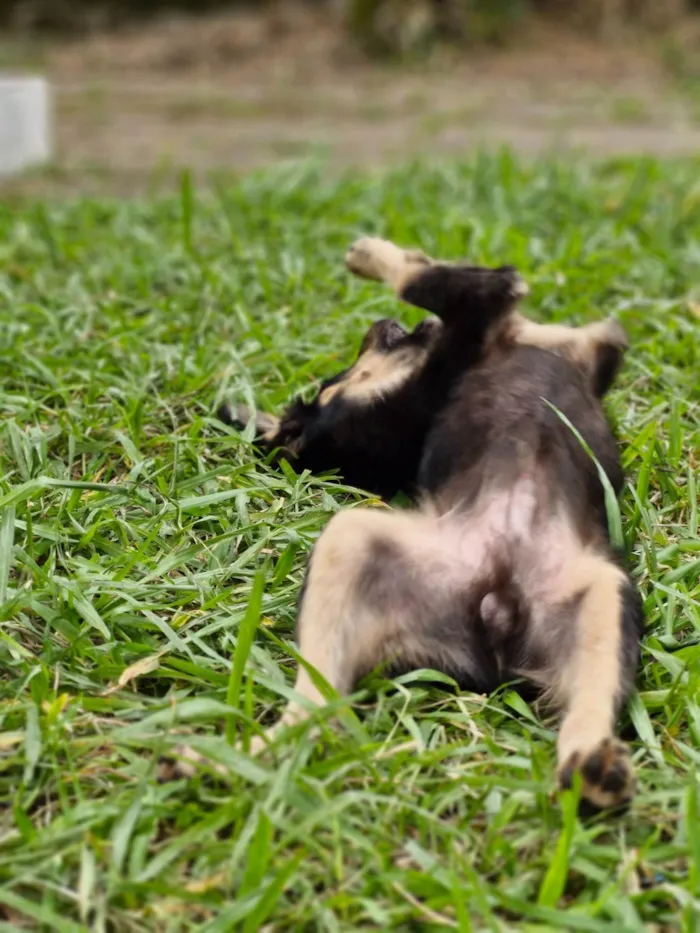 Cachorro ra a SRD-ViraLata idade 2 a 6 meses nome Totossauro