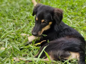 Cachorro raça SRD-ViraLata idade 2 a 6 meses nome Totossauro