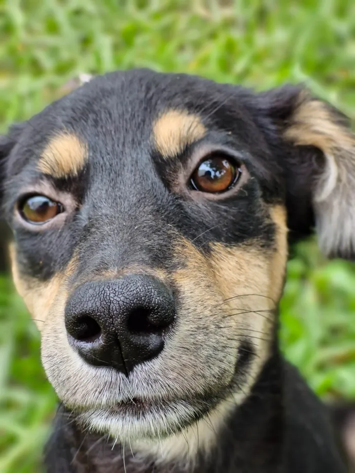 Cachorro ra a SRD-ViraLata idade 2 a 6 meses nome Binbix