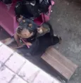 Laila Pinscher 5 meses