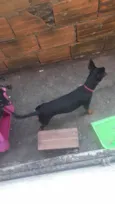 Laila Pinscher 5 meses