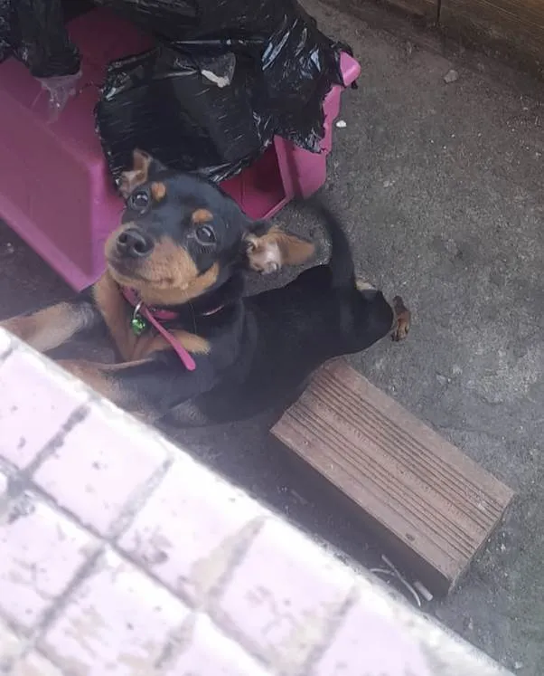 Cachorro ra a Pinscher idade 2 a 6 meses nome Laila Pinscher 5 meses 
